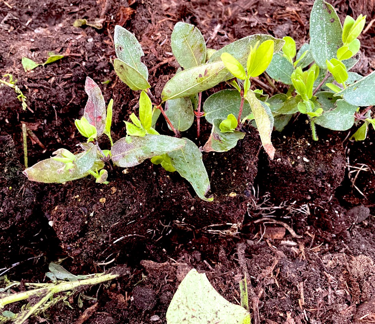 haskaps hardened off and going in the ground. these rooted a couple of weeks ago and had some part shade and gradually less mist, last move is into full sun a few days. new leaf growth is good, the new ones will handle hot and dry full sun. #propagation #haskap #honeyberry