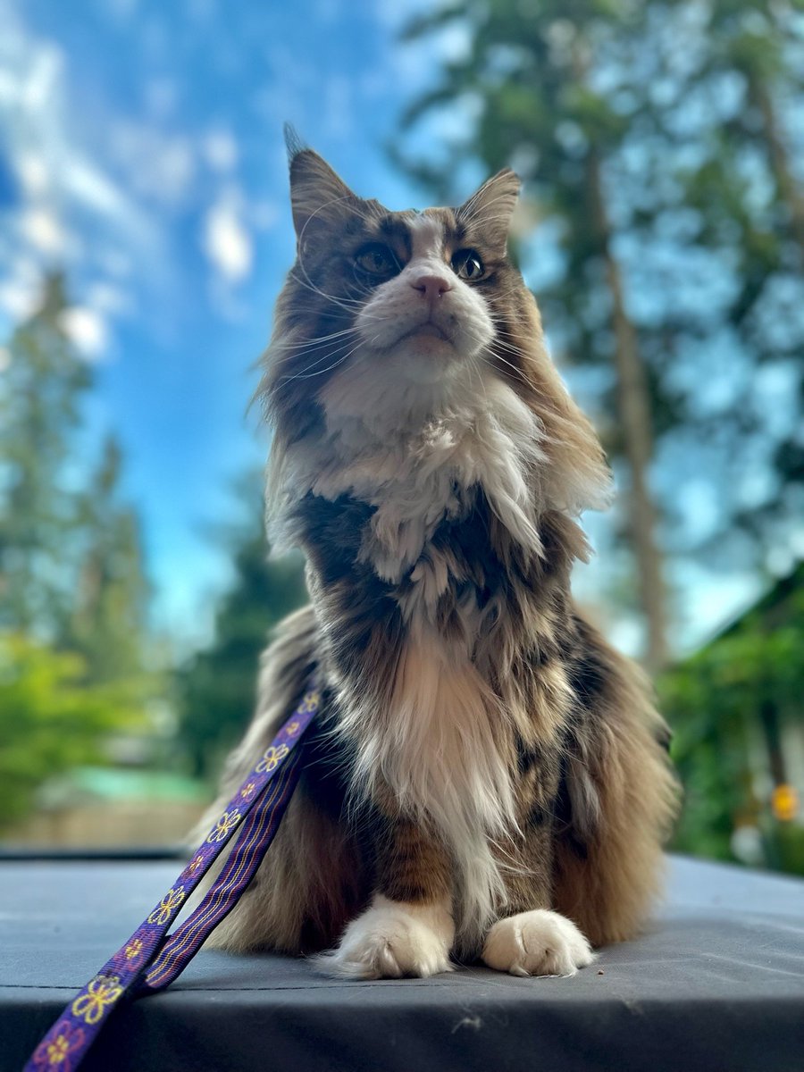 bigcatprops's tweet photo. #Caturday #CaturdayEve #mainecoonlife https://t.co/IWwQkFmSvi