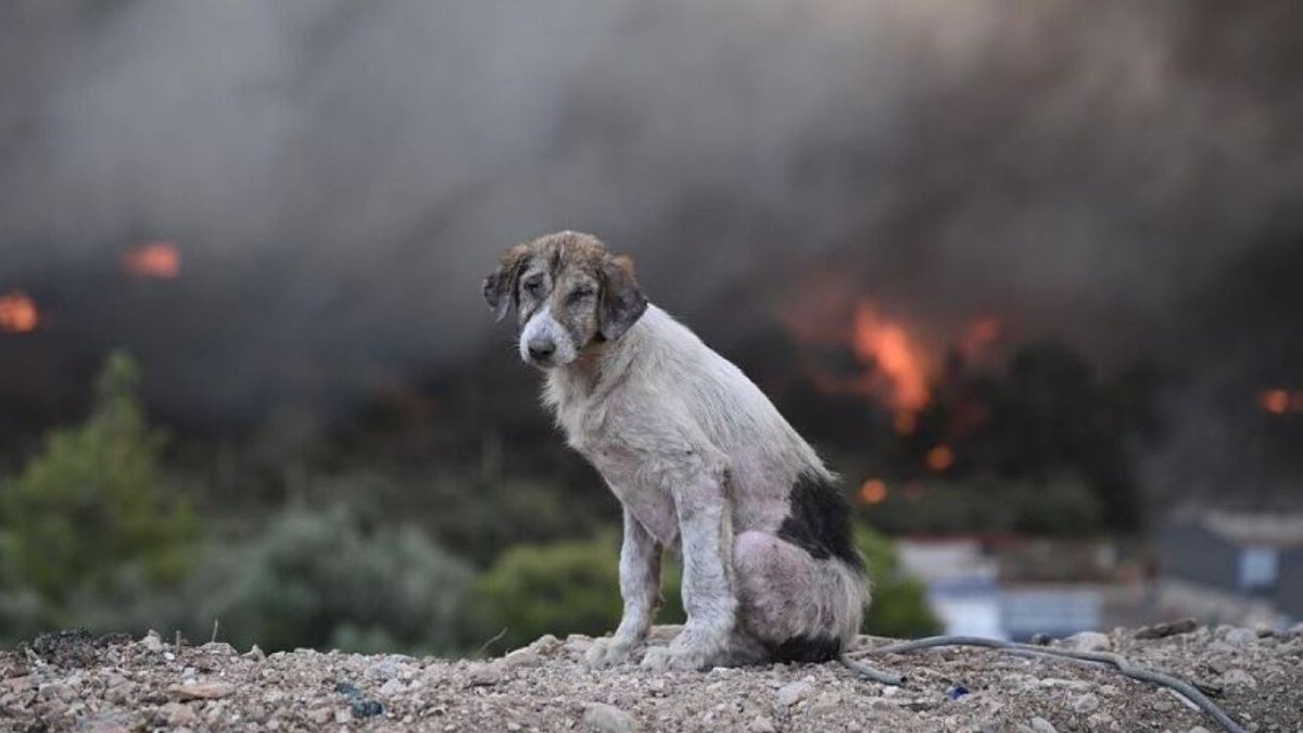 Happy_C4t_'s tweet photo. Wildfires brought unimaginable destruction to Greece, leaving animals in need of medical care, food and shelter. Please consider donating : https://t.co/ruk8oXMhSb
@Network4Animals #safeanimals https://t.co/EXjTwRcGvY