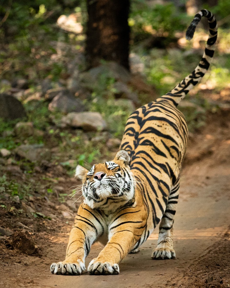 Nat Geo India tweet media