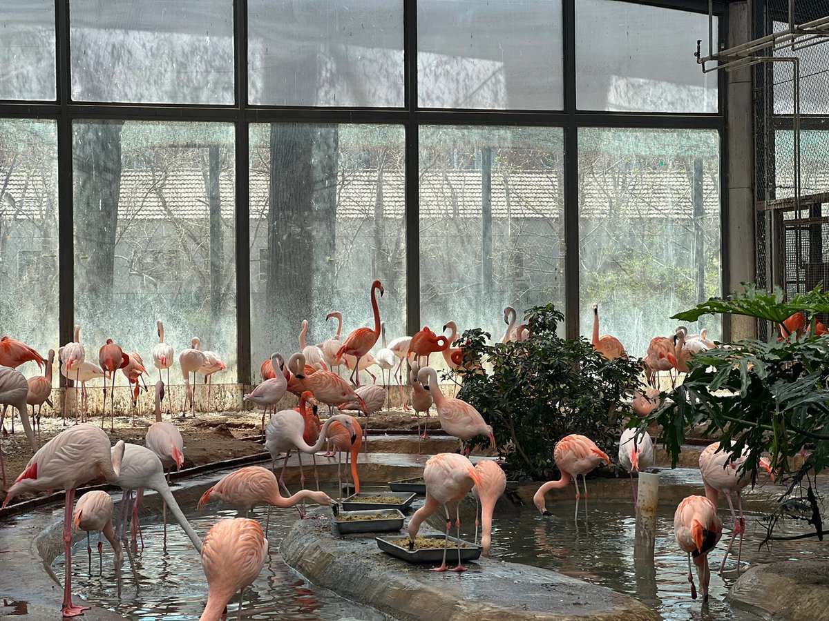 hapiness00181's tweet photo. "Feeling refreshed and inspired after spending quality time with the graceful flamingos. Nature is a beautiful thing! 🌸 #WeekendEscapade #ZooExperience" https://t.co/cjphbPQ6WB