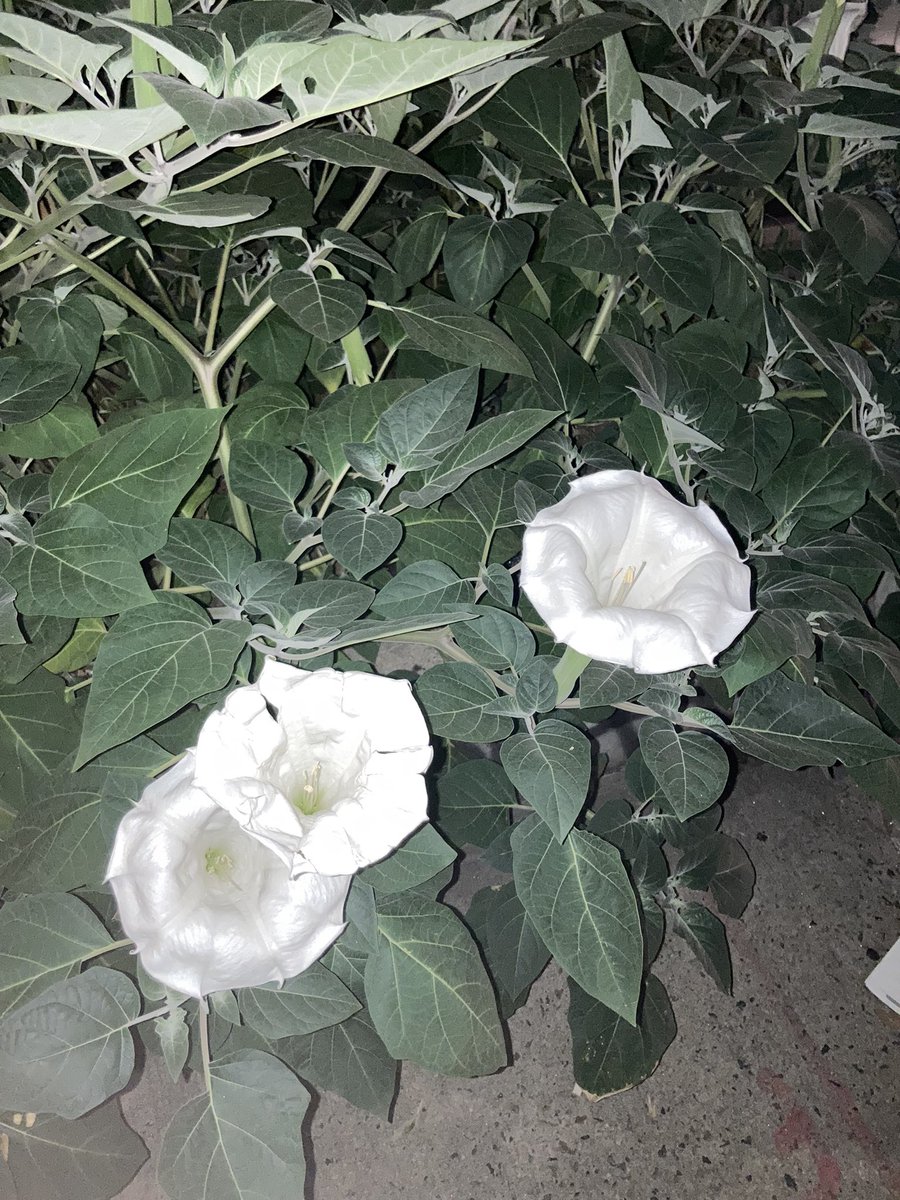 tweetyreeni's tweet photo. same flowers,same day💐 https://t.co/djEQY7z6b0