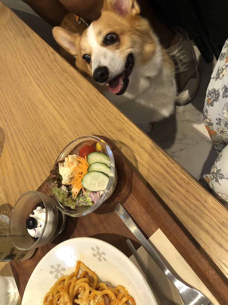 banbankei's tweet photo. 今日も暑い〜
暑いから室内ドッグランにしよーねーU^ェ^U
#mattari https://t.co/sE5Id6PscF