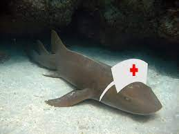 ExperimentShark's tweet photo. Fun Shark Fact Friday: All sharks are doctors. Except for nurse sharks. They could not handle the pressure.
#vtuber #FunSharkFacts #WeStillLoveOurNurseSharks #LookAtThatCutie https://t.co/eHowcUOerZ