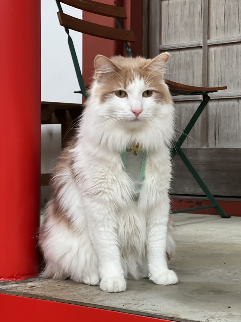 furoharatori's tweet photo. 【迷い猫】トークセンをやりながら
森の中で待つことにしました。
昨日は各機関への連絡済み
警察
市役所
保健所
足柄サービスエリアコンシェルジュ
従業員の皆様
ドッグランご利用の方
一緒に探してくれて
本当にお世話になっています！合掌

ペットレスキューさん→予約がいっぱい
探偵→人間のみ https://t.co/GFxLFcl0JS