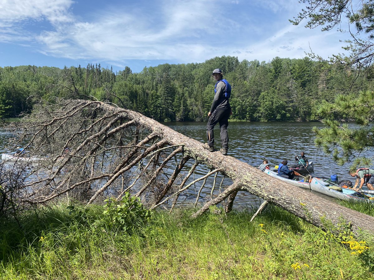 VoyageursCLV's tweet photo. Les arbres de Kab! Kabetogama trees! https://t.co/24sCuzl8Wt