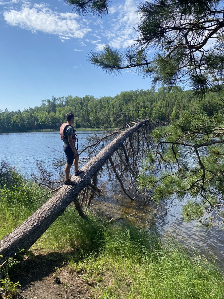 VoyageursCLV's tweet photo. Les arbres de Kab! Kabetogama trees! https://t.co/24sCuzl8Wt