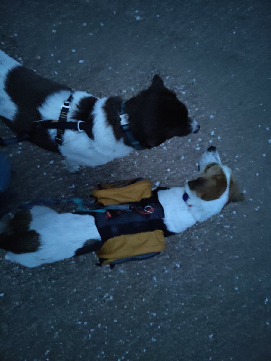 CiderSapling's tweet photo. It's too hot to walk tonight. No matter how cute they are on their leashes. Ace carrying his little backpack.... https://t.co/AWY9sQht28