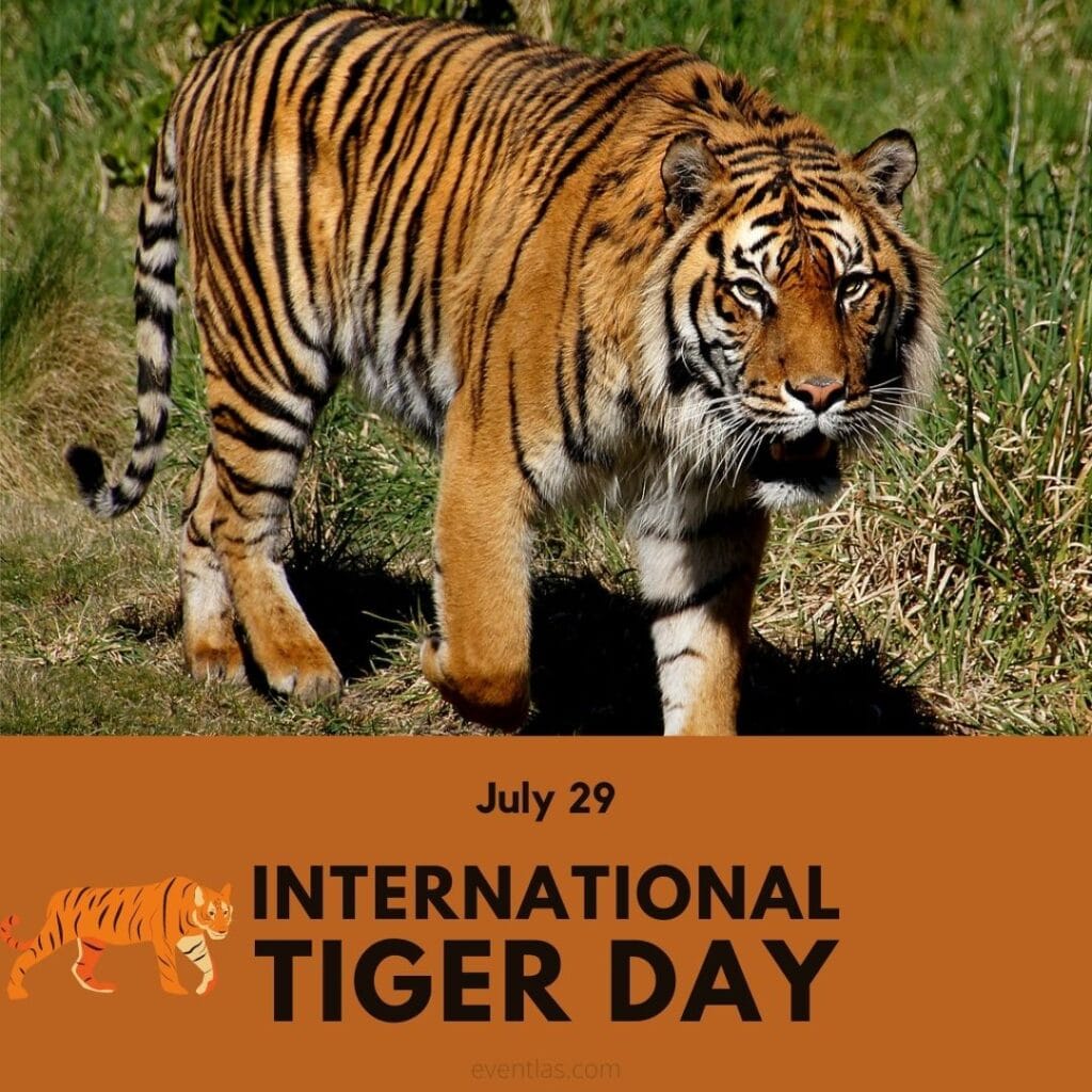 Today is the International Tiger Day.
Now the question is;

"WILL THE FOXES (KOLE) CELEBRATE ??"