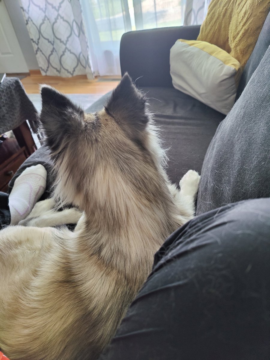 CiderSapling's tweet photo. Doggo friend! https://t.co/inzqx4G2Pr