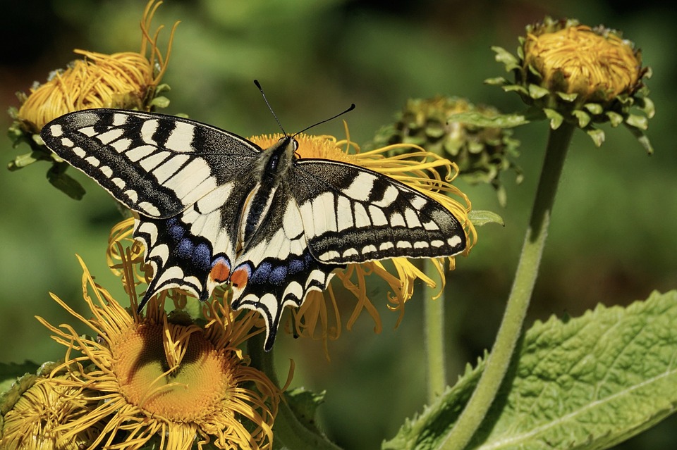 JeanetteJoy's tweet photo. Butterfly 143
.
#Nature
#JoyPublicity https://t.co/bDTNtyBqTc