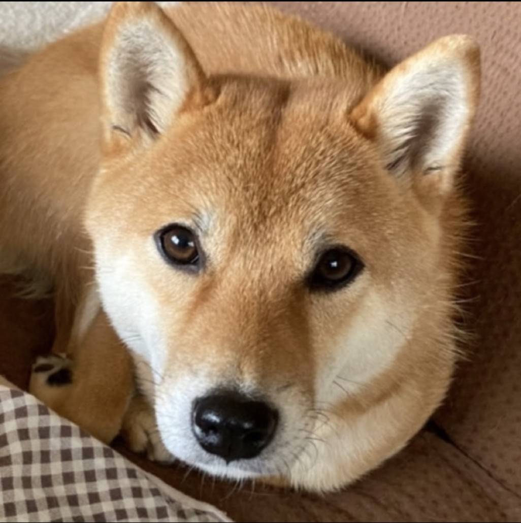 wata3dx's tweet photo. ⚠️柴犬を探しています

名前等：もも / ♀ / 4歳
行方不明場所：愛知県高浜市
日時：2023年7月26日
備考：人懐こい子でピンクの首輪をしています

隣の市に行ってるかもしれません…
情報ありましたらご連絡お願いします

#迷い犬 #保護犬 #行方不明 #愛知県 #高浜市 #碧南市 #刈谷市 #安城市 #西尾市 https://t.co/Bqa7RpDXkz