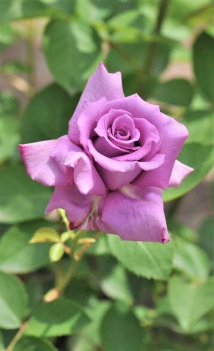 74ceff6b903445b's tweet photo. Hello dear friends 🙏😄
Have a beautiful Saturday 💜 https://t.co/mxjssGSgBN