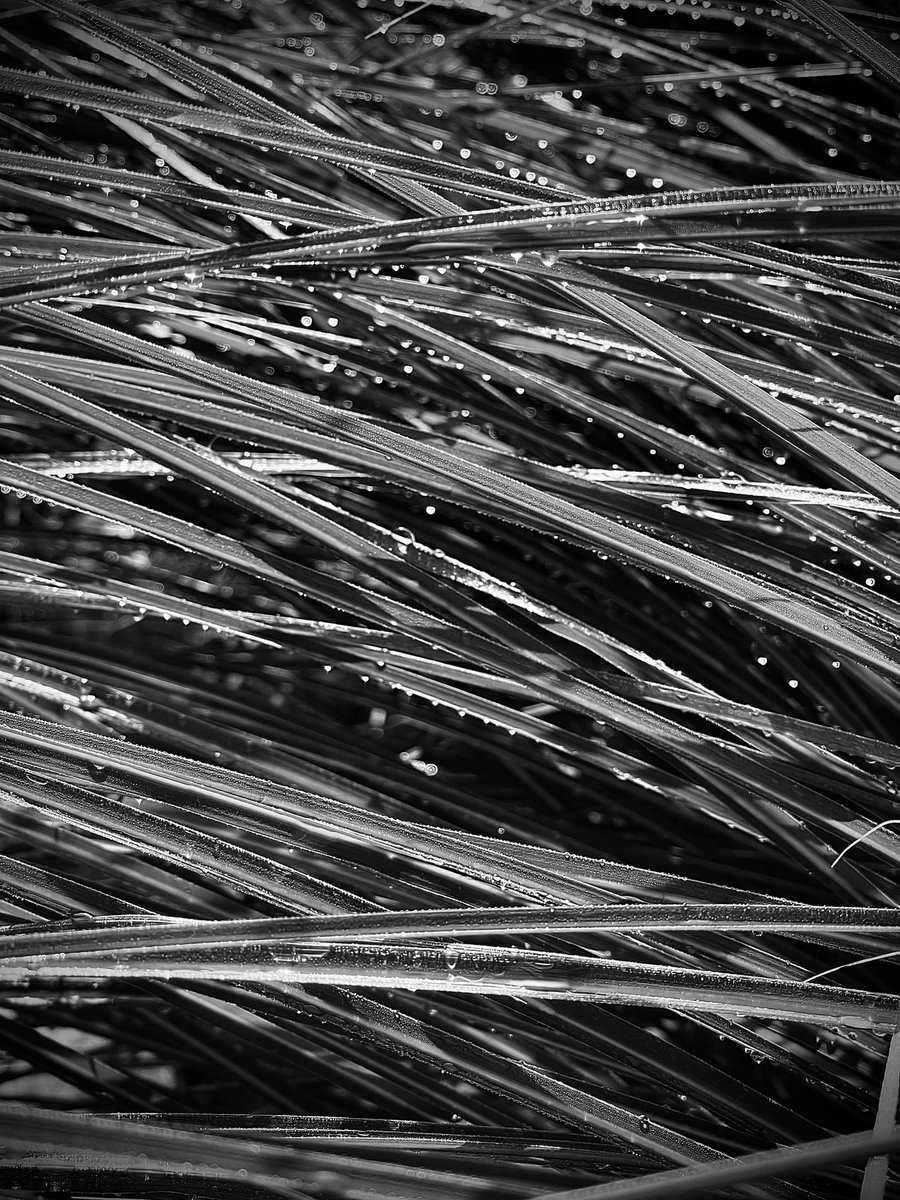 MariannaDeBolt's tweet image. Goodnight from here. #raindrops #grass #drips #droplet #blackandwhitephotography