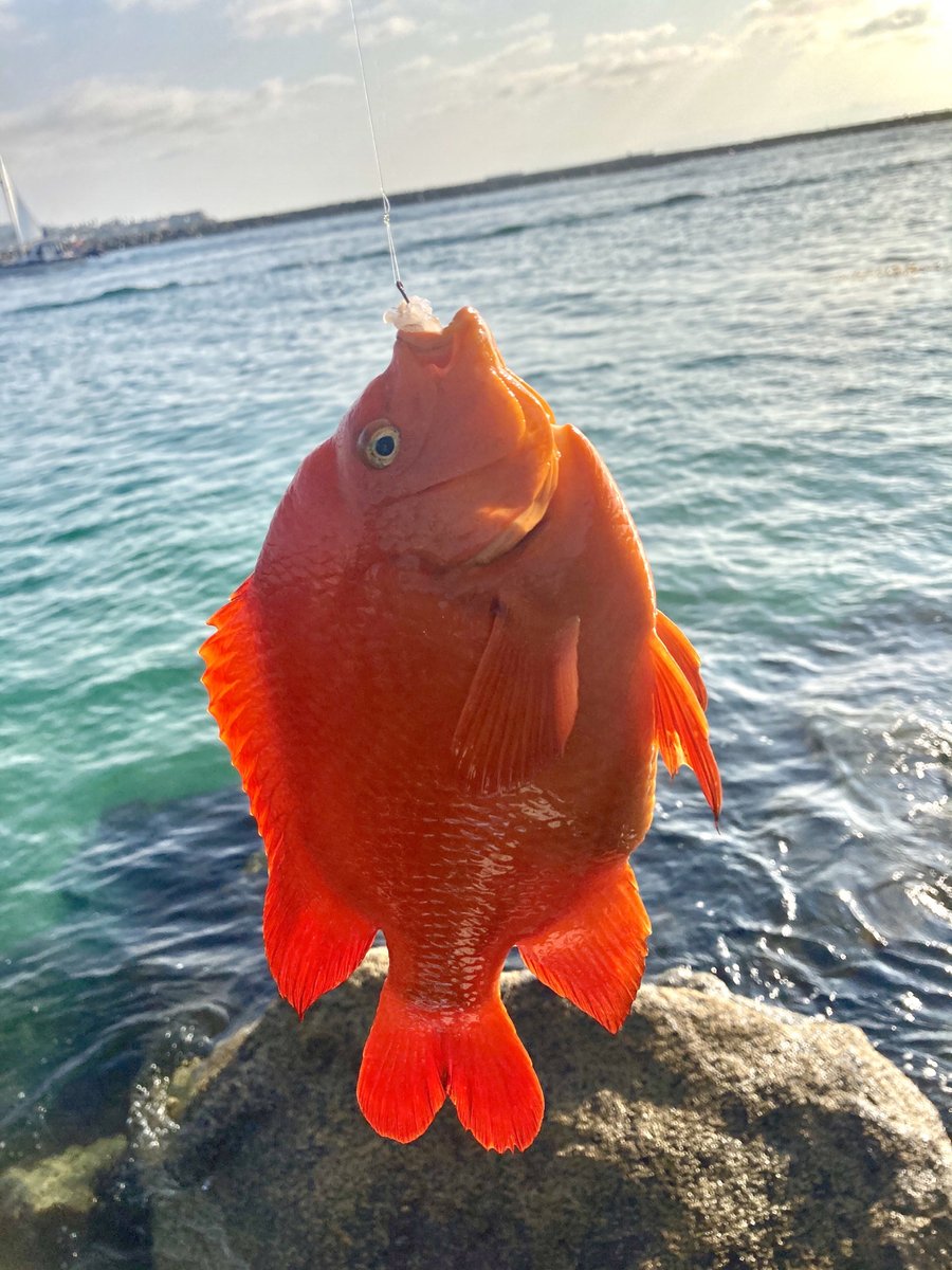 tania_csl0068's tweet photo. It's just a shame that you can't bring home a beautiful fish. That's the way it is in California
#angling #SeaFishing #BoatFishing #Grouper
#SeaFishing #Boatfishing #angling #outdoors #CaliforniaGirls #Yachts #Lujah #DailyFragments #Lifestyle #SummerEvents #Angler #Beach #Los https://t.co/TJeXotPDbm