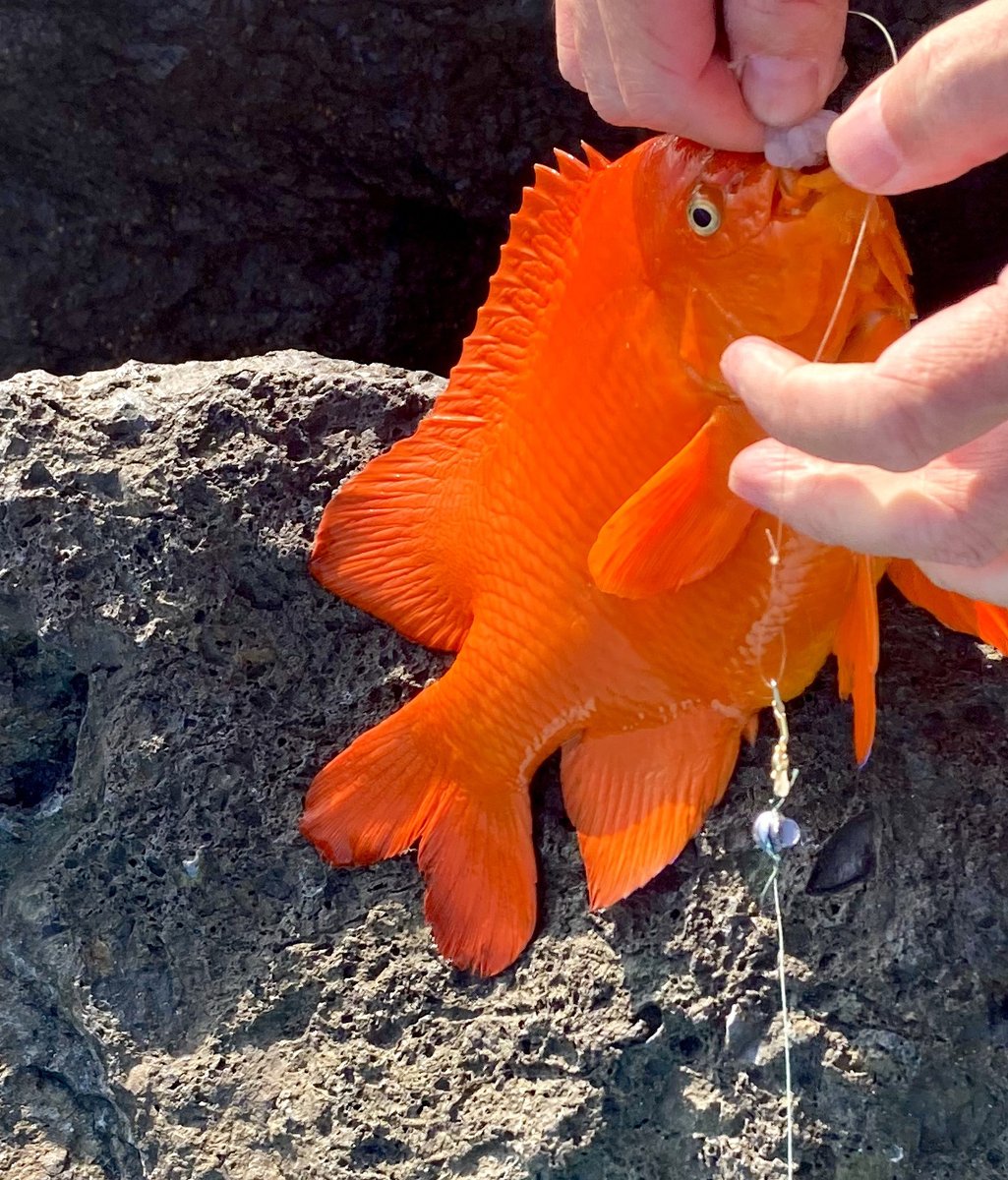 tania_csl0068's tweet photo. It's just a shame that you can't bring home a beautiful fish. That's the way it is in California
#angling #SeaFishing #BoatFishing #Grouper
#SeaFishing #Boatfishing #angling #outdoors #CaliforniaGirls #Yachts #Lujah #DailyFragments #Lifestyle #SummerEvents #Angler #Beach #Los https://t.co/TJeXotPDbm