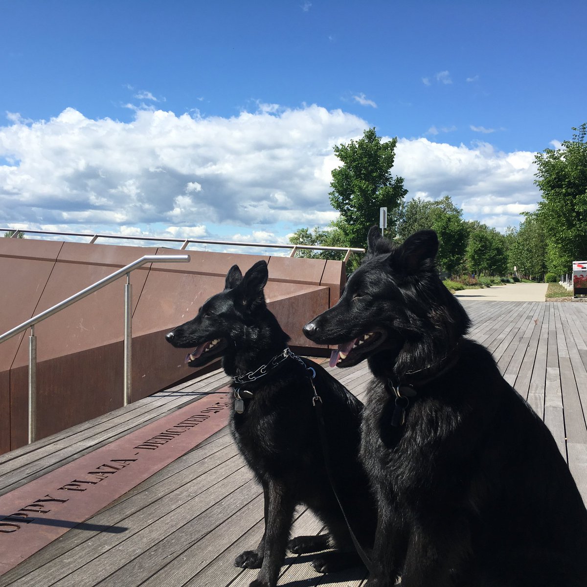 Sharpestick's tweet photo. @CoryBMorgan @wickdchiq Go ahead.
Make of this what you will.
My dogs are terrific.
#Ifill a dog bag for you. https://t.co/xDdopJabql