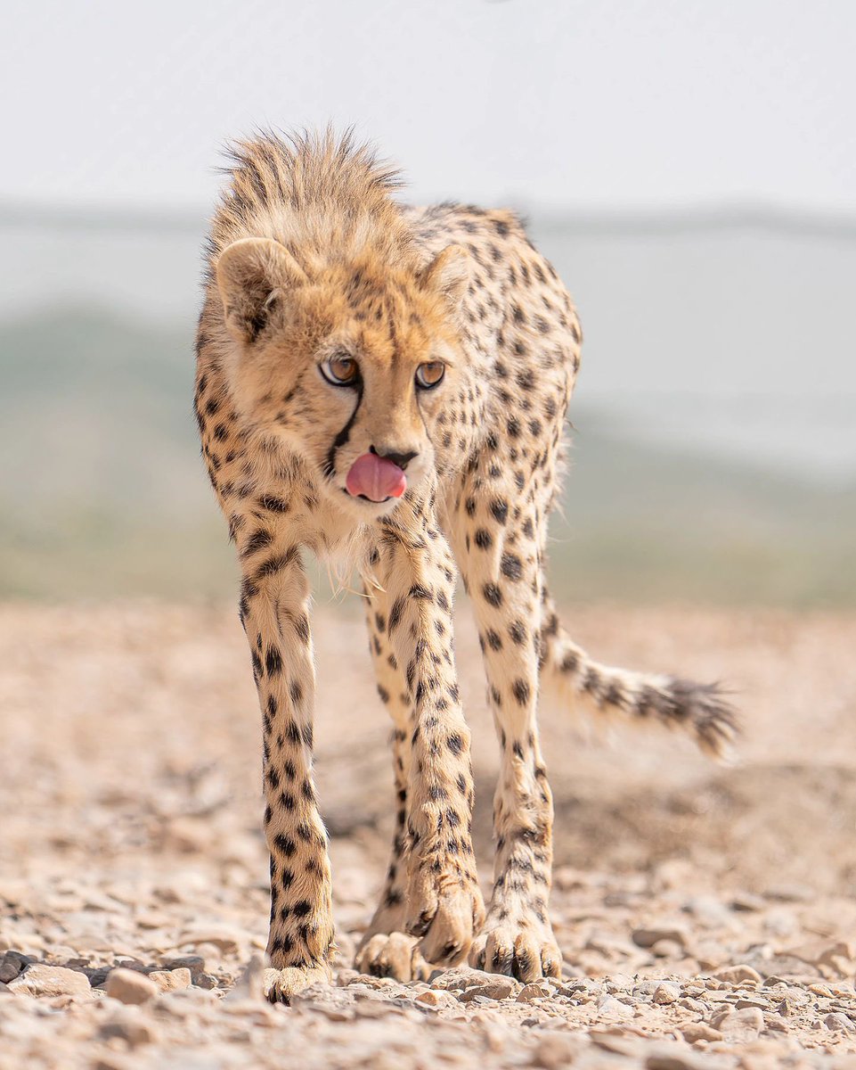 فلات ایران tweet media