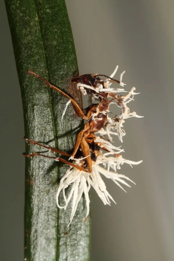 semestasains's tweet photo. Ophiocordyceps (Jamr Zombie) adalah jenis jamur parasit didalam tubuh serangga terutama kupu-kupu dan semut dan merubah mereka menjadi zombie.

Mereka mengendalikan segala gerak-gerik inangnya, mengkonsumsi tubuh mereka dari dalam, sampai kemudian mati secara perlahan. https://t.co/Ww6tthIpm9