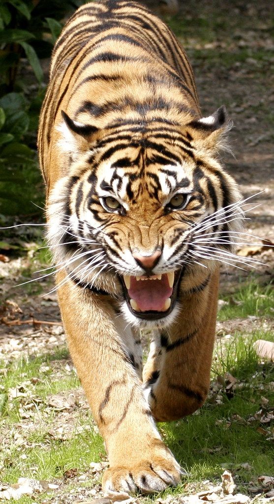Kukku21's tweet photo. #29_july
It was created in 2010 at the Saint Petersburg Tiger Summit in Russia. The goal of the day is to promote a global system for protecting the natural habitats of tigers and to raise public awareness and support for tiger conservation issues.
#InternationalTigerDay https://t.co/5hECI3gAp9