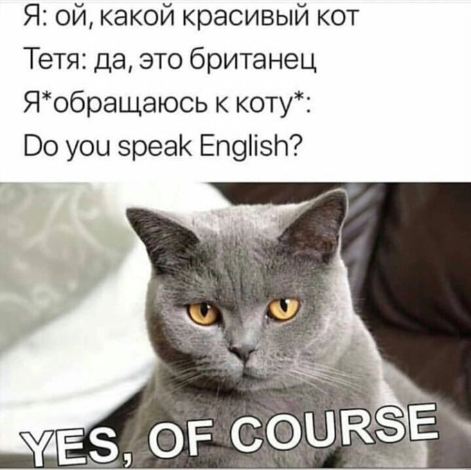 Lol my British cat really can English https://t.co/qCIYXtn2Nw
