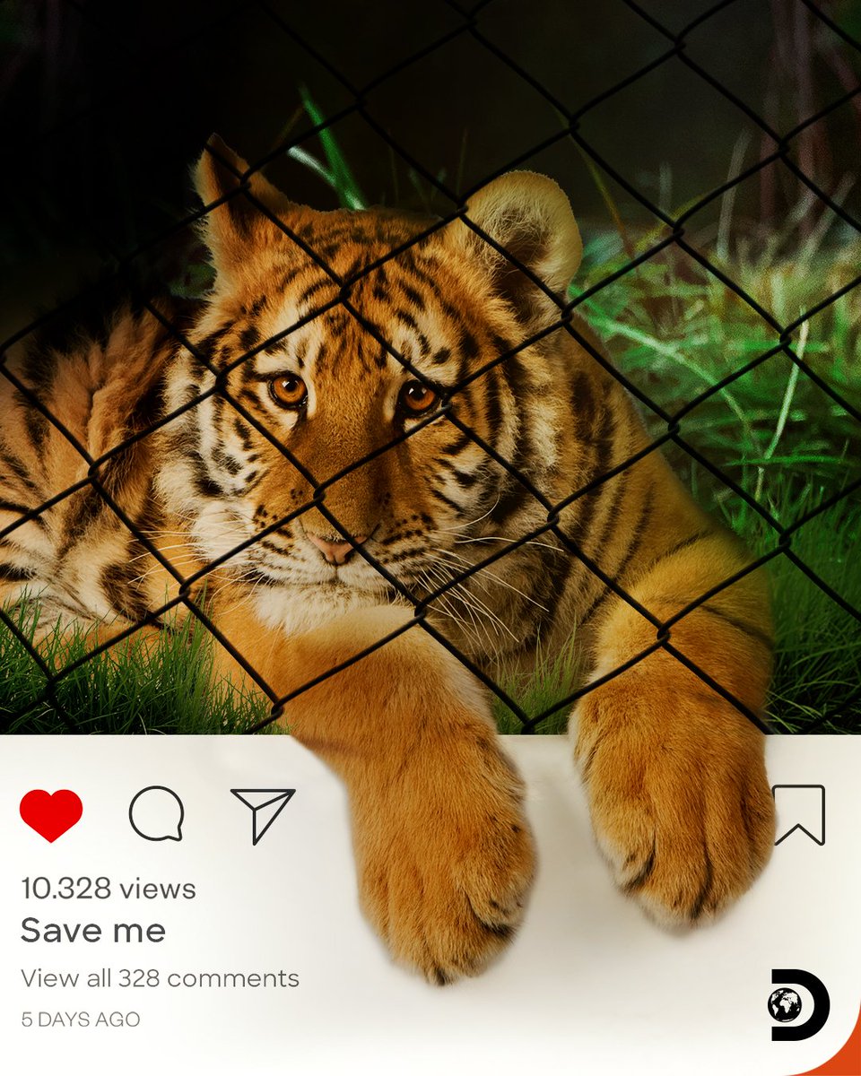 DiscoveryIN's tweet photo. This Tiger Day, let's PAWS and think about the conservation of our national heritage! 🐯🍃
#DiscoveryChannelIndia #DiscoveryChannel #DiscoveryChannelIn #TigerDay #InternationalTigerDay #Tiger #TigerLove #TigerConservation #ProjectCAT https://t.co/Jvs8XkYfpD