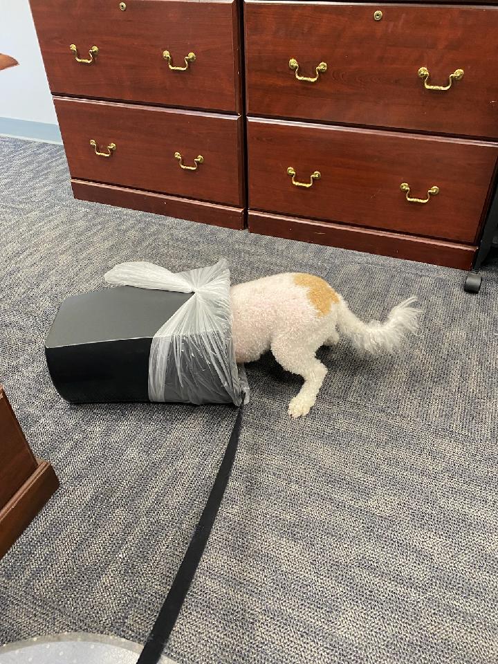 MurphyKamikawa's tweet photo. When I visit RHS, the first place I go are the trash cans. Always good or wrappers in their trash cans. #MurphyTruth https://t.co/erHqmP3b53