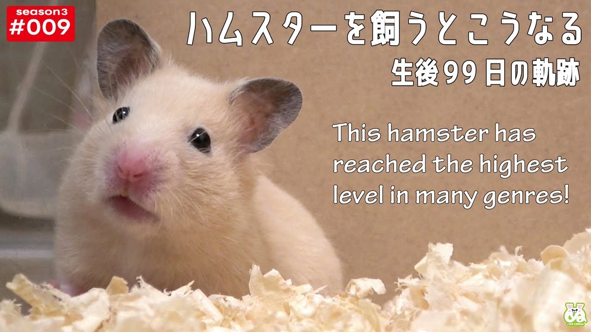 ぬーさまLIFE！ch【ハムスター】 (@nuusama_LIFE) / Posts / X