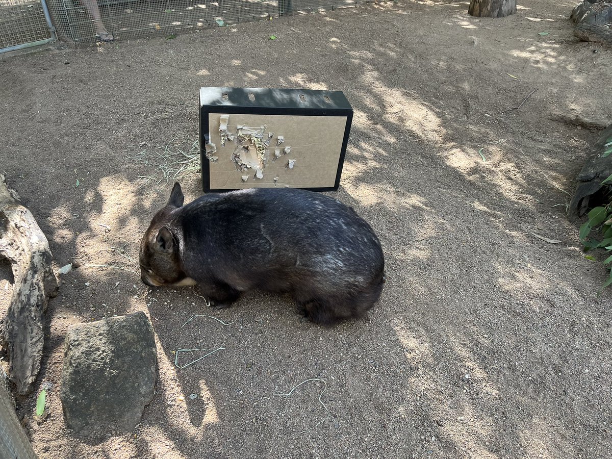 silverandindigo's tweet photo. @UrsulaV because i am in Australia and thinking of you and your medical treatment: a happy healthy wombat for you. https://t.co/pfr4I8LKrs