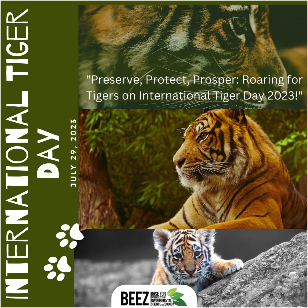 BeezUoc's tweet photo. "July 29th is world tiger day and it reminds us to reflect on the importance of tigers for the natural ecosystems." 🐯♥️

Let's save space on Earth for the future of wild tigers! 💫
 
 #WorldTigerDay
 #Beez https://t.co/n0d7Ss9Q9d