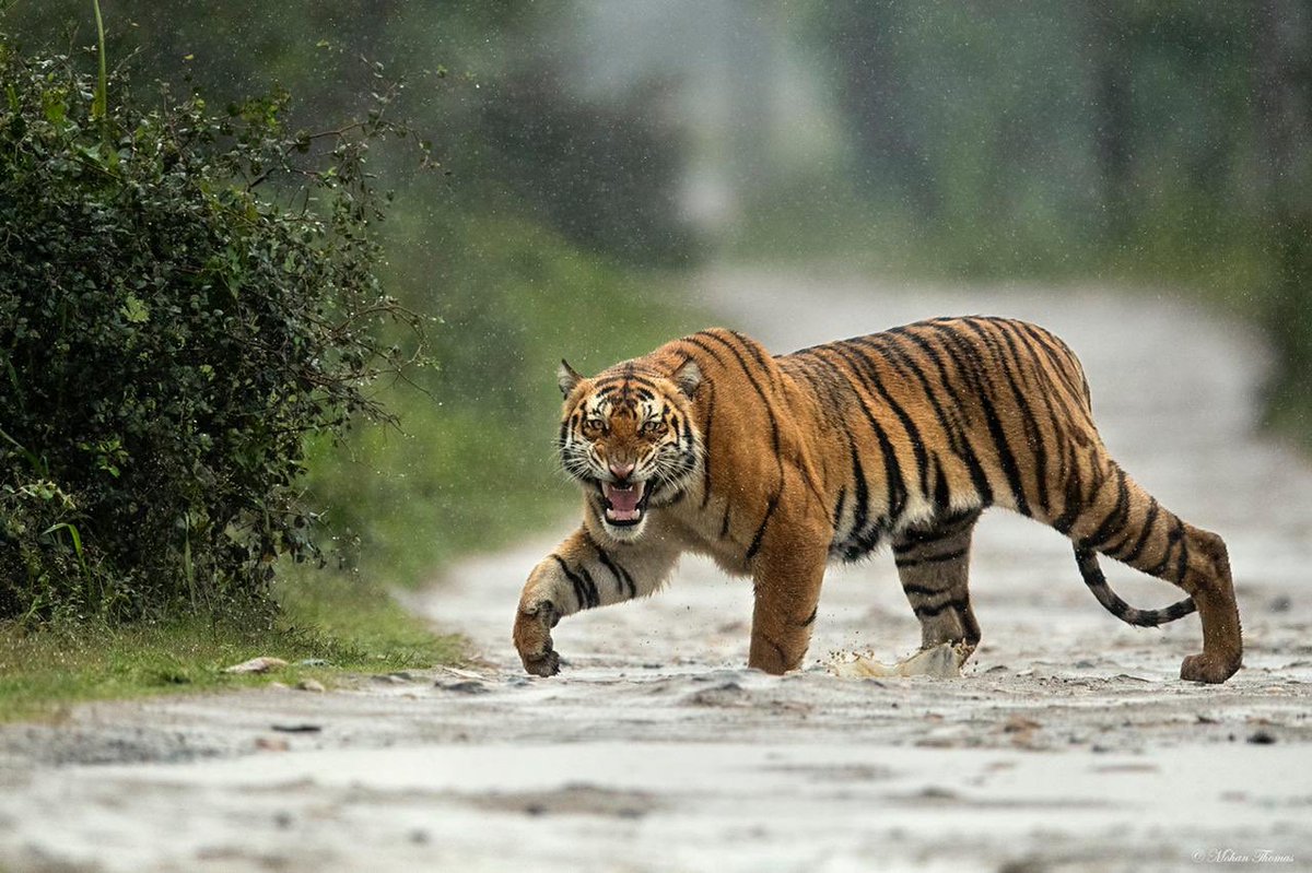 BhuwanV77941761's tweet photo. #InternationalTigerDay
#WordTigerDay
#KingOfIndia https://t.co/bZRW7AJb32