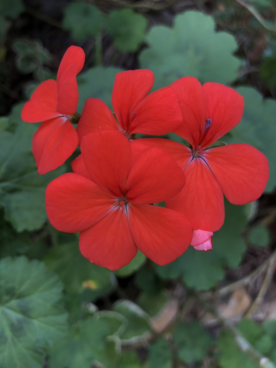 MandalouAu's tweet photo. Geranium red for you today 🔥 #suburbanpicks #daily #flowerfix #nftartists #nfycommunity https://t.co/9W9krkCTPd