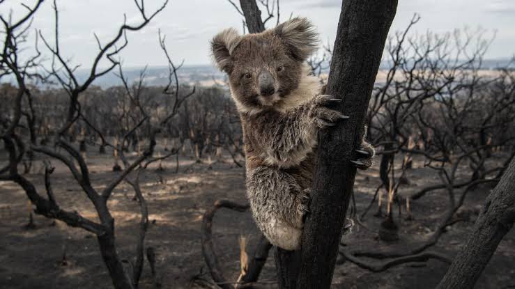ctownkoala's tweet photo. @ChrisMinnsMP @NSWRFS That’s to save humans and their homes from fires what you going to do to save native wildlife and their homes from fire https://t.co/mH0yZ0rDLJ