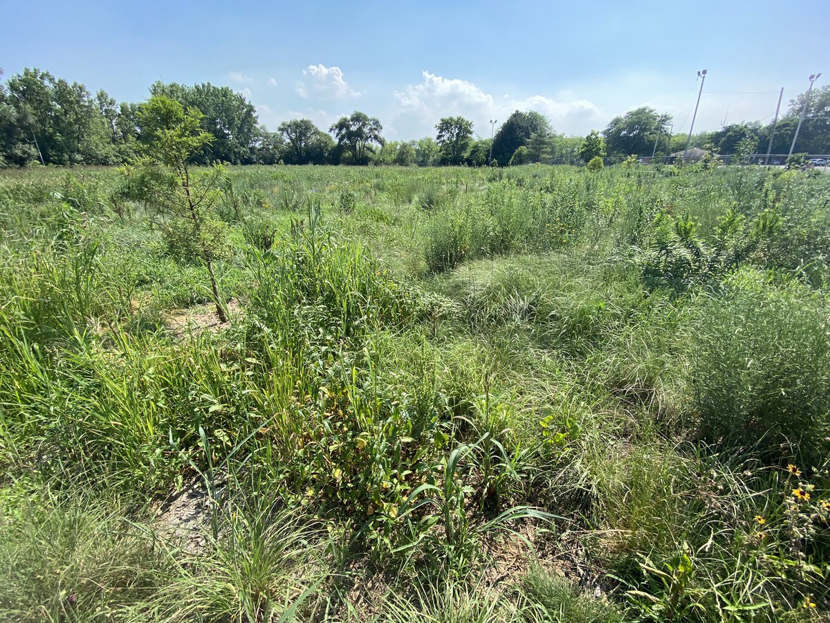 Yesterday we visited the Cal River boat launch in Alsip w/ @ChicagoRTI ‘s Zach Wirtz.  One of the two huge 2.5acre parking lots was depaved two yrs ago and planted with prairie and woodland. Here is the site Paved/Depaved. #DepaveUnusedAsphalt #YesAlsip!