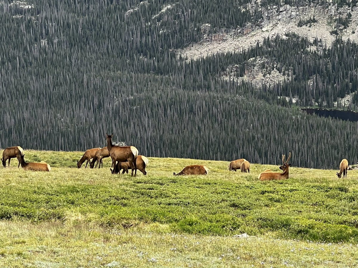 ABCgoLearn's tweet photo. Rocky Mountain National Park
#Colorado #summer2023 https://t.co/5NZLG29CZE