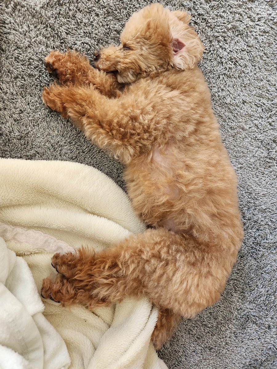 暑いのでひたすら寝る