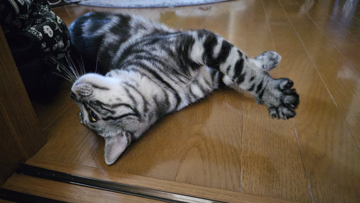 amesho_toto's tweet photo. あ、体重が1歳5ヶ月で5.6キロって言ってた！気がするw🐱 https://t.co/Rek8Gr8ezO