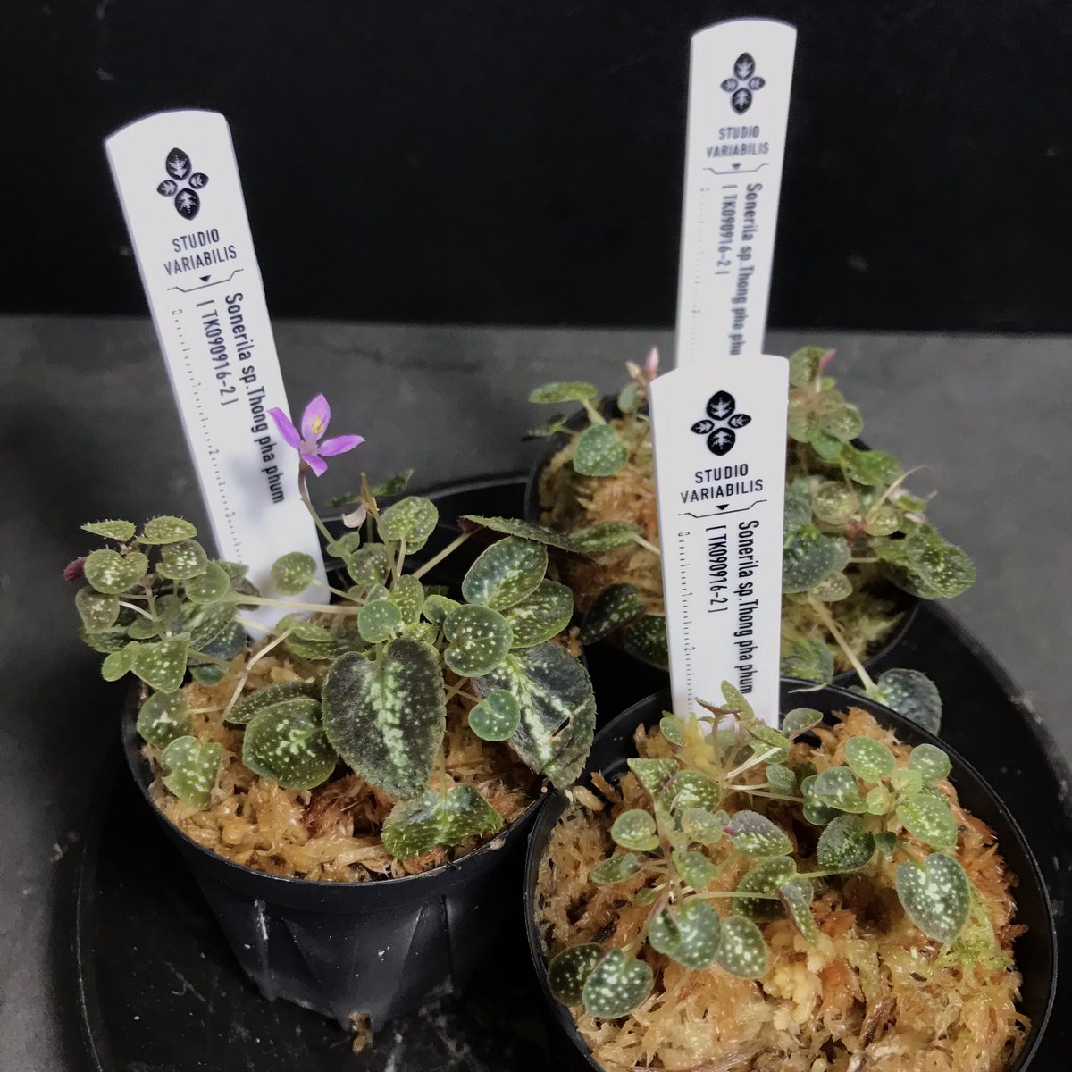 PALUDAMAN's tweet photo. スタバリブースの推し草 その14
Sonerila sp.Thong pha phum [TK0909-2]
ソネリラ sp.トンパープン

小型のソネリラ。まさに小宇宙。
少し明るめで育てると引き締まって育ちます。高温に弱くやや難易度高めですが1鉢に数株植えてあるので不安な場合は株分けしてください。

#パルコレ #PALUCOLLE https://t.co/hvOSbGwjoV