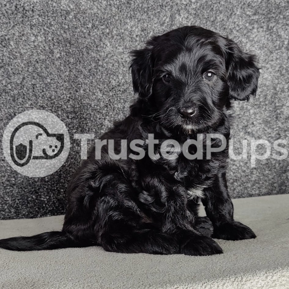 TrustedPups's tweet photo. These cuties are looking for their forever homes on Trusted Pups! 💕 Don't miss the chance to bring home your new furry best friend.

#CavapooPuppiesForSale #TrustedPups #PuppyLove #CavapooPupsterz #FurryFriendsForever https://t.co/zNlPO7J005