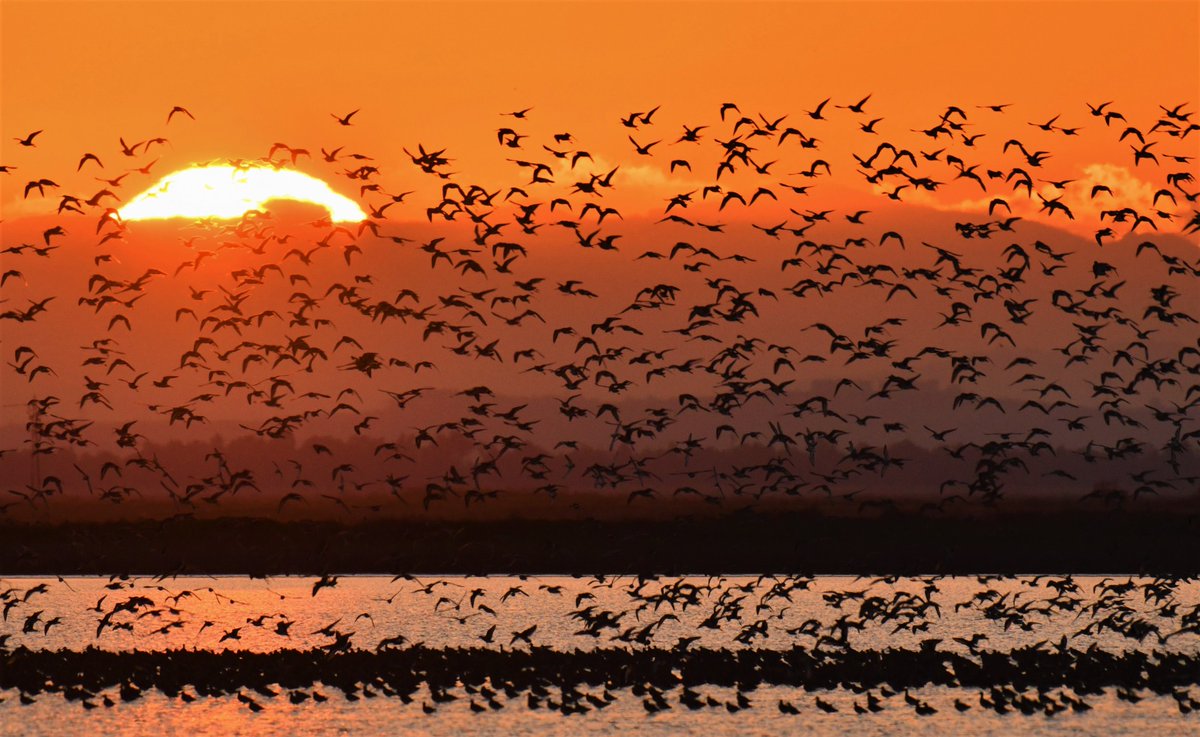 Atardeceres de ensueño en la marisma de Doñana 
carlosphotonature.com 
Cuidado nuestro planeta es nuestro gran legado 
Instagram <a href="/carlosromeroco/">carlos romero Photography - Wildlife Photographer</a>