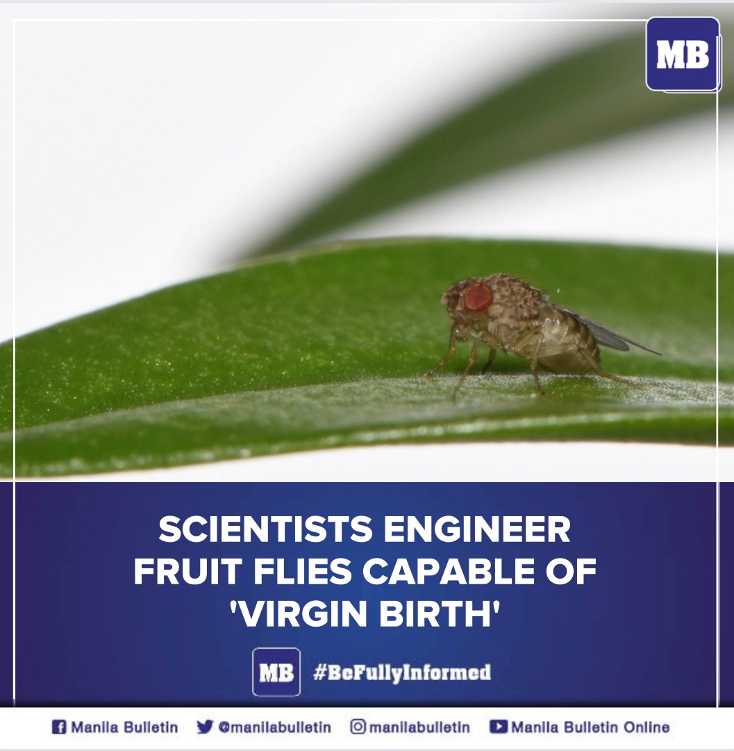 manilabulletin's tweet photo. Scientists said on Friday they have genetically engineered female fruit flies that can have offspring without needing a male, marking the first time "virgin birth" has been induced in an animal.

READ: https://t.co/sk3eHBSxIc https://t.co/RYWQ1nJUML