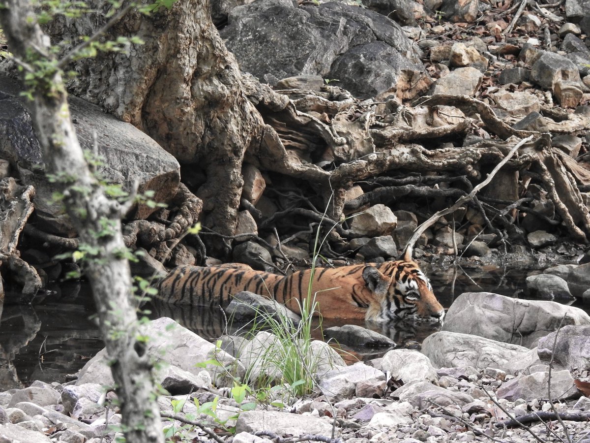 Happy #GlobalTigerDay 🐯🌳💧🌏

India is home to 3500 Tigers in the wild, this is 70% of the World’s Tiger Population 🇮🇳 Tiger Forests are the source of pure water supply to over 600 Indian rivers!

I salute  the efforts of our #Vanrakshaks (Forest Guards) and every single person…