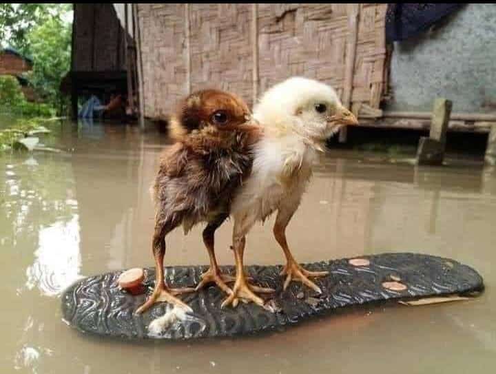 bnangli's tweet photo. Pic of day 🐤🐥
@Rajsthanikaka  @8PMnoCM https://t.co/jmmM47RABG