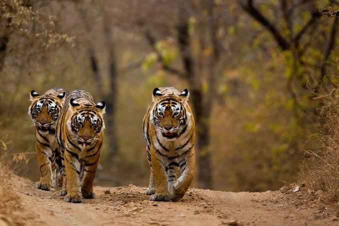 Happy #InternationalTigerDay , #Tigers are the core of #Conservation ! #Wildlife #Forest 
#ProjectTiger 

#KavithaReddyKR #WomenInPolitics