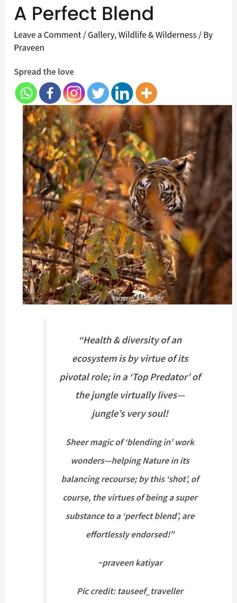 cosmo_2014's tweet photo. “Health &amp; diversity of an ecosystem is by virtue of its pivotal role; in a ‘Top Predator’ of the jungle virtually lives— jungle’s very soul!"
#InternationalTigerDay 
#junglesoul 
#toppredator 
#Tigers https://t.co/EBVMK7rw7t