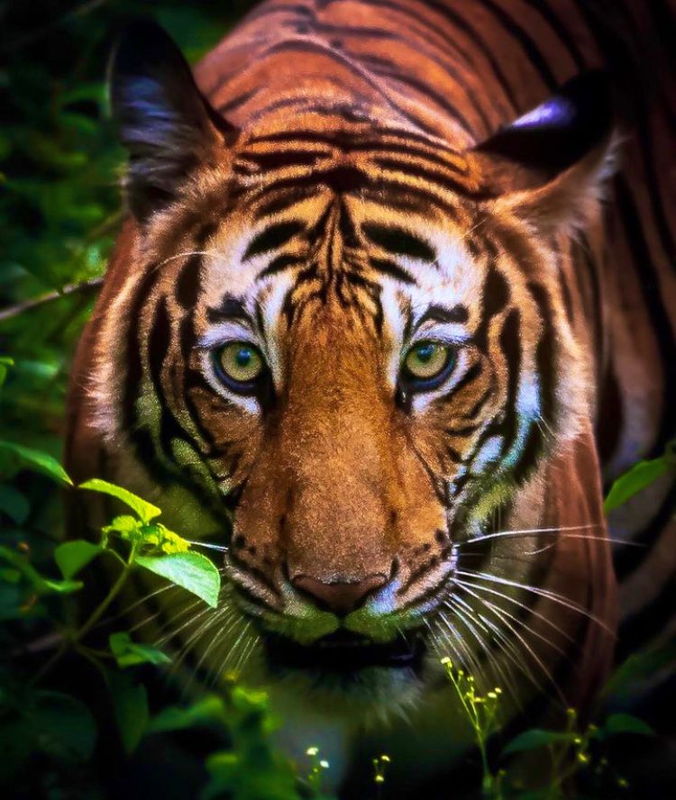 🐅 Today is #InternationalTigerDay! Tigers, iconic & majestic, are on the brink of extinction. Let us keep the tigers in jungles & not in history!4500 tigers and counting!

They will disappear like Dinosaurs if we don’t act now! 🐾 #SaveOurTigers @WWF_tigers