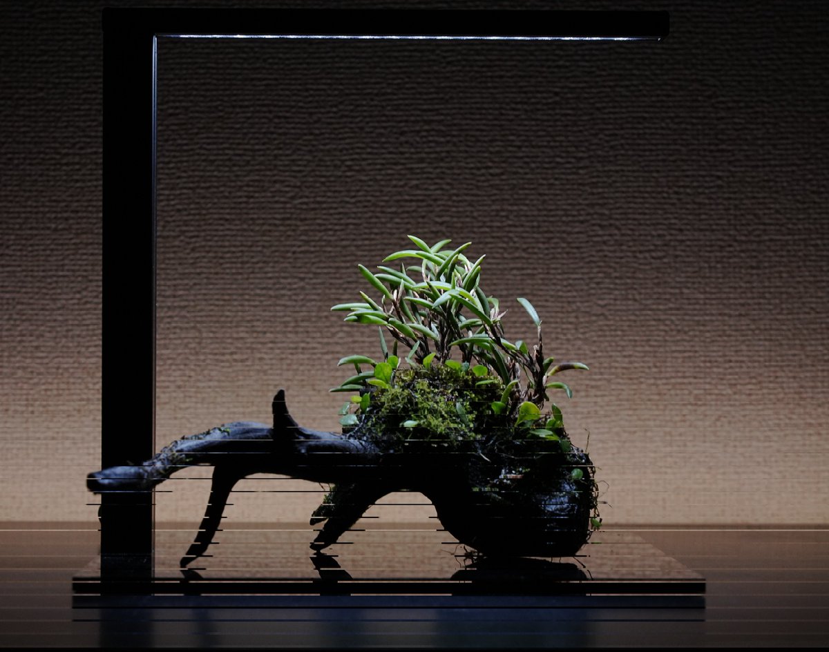 aquru_newt_life's tweet photo. セラトスティリスは状態が優れないため今回は持っていくのをやめておきます。申し訳ないです。
流木は梱包用の良さそうな袋を探し中でございます👍
#パルコレ
#PALUCOLLE https://t.co/CeMfo8jitA