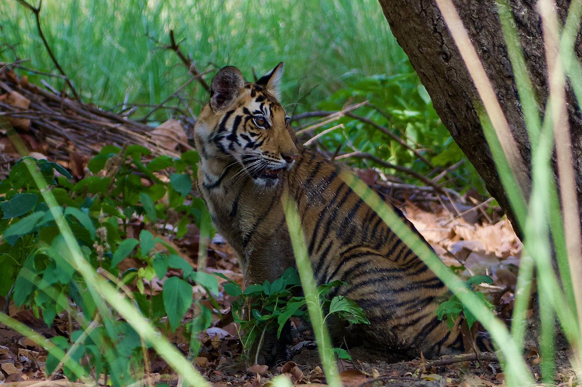 A World Tiger day
#IndiAves 
#BBCWildlifePOTD  #ThePhotoHour #InternationalTigerDay #WorldTigerDay #TigerDay #tigerconservation