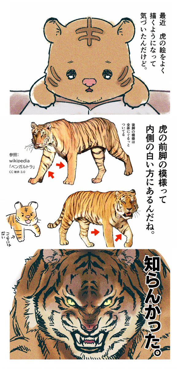 最近知った虎の前脚の模様のこと(種によって違いがあるかもしれません)