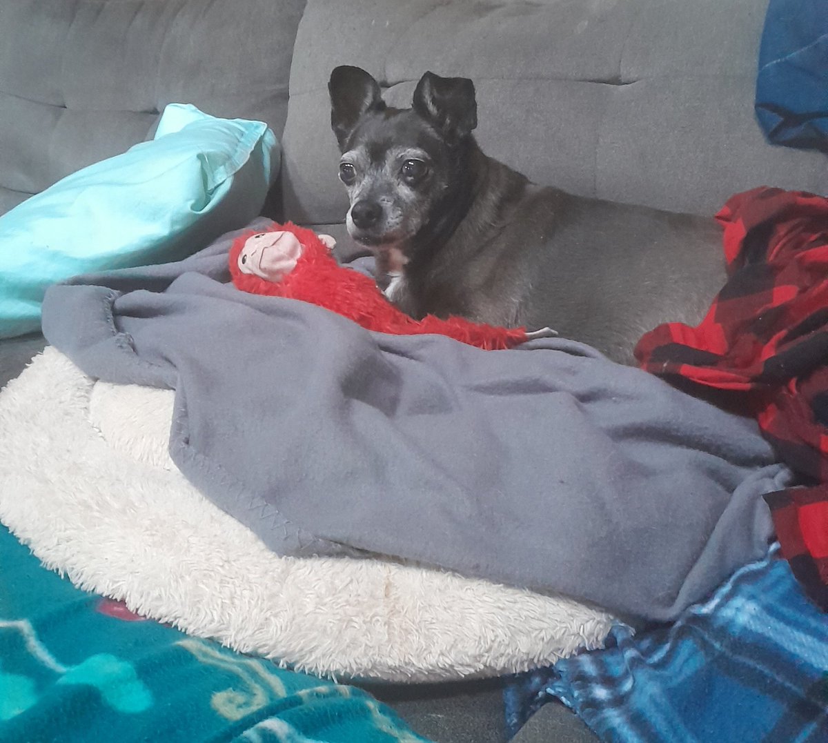 The Patriot Trumpweenie 🇺🇸🐾 was wondering what this "X" app was?! Oh hello 👋 again Twitter friends. She has been very busy making Meta Facebook Great Again 😅 hence her fb nickname is the Patriot Trumpweenie 🤣 I can't with this dog........